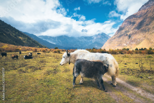 Beautiful white wild yak an...