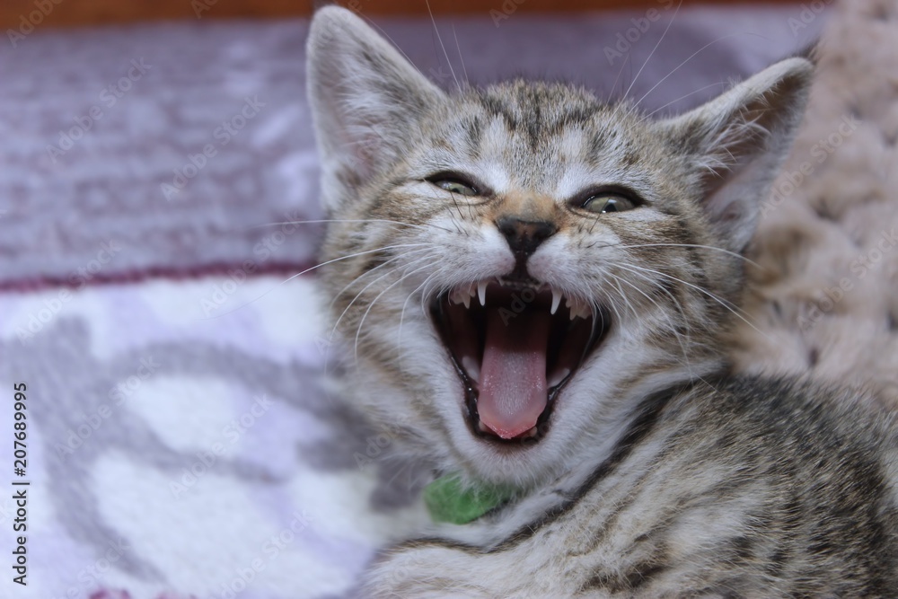BROWN AND WHITE TABBY KITTEN