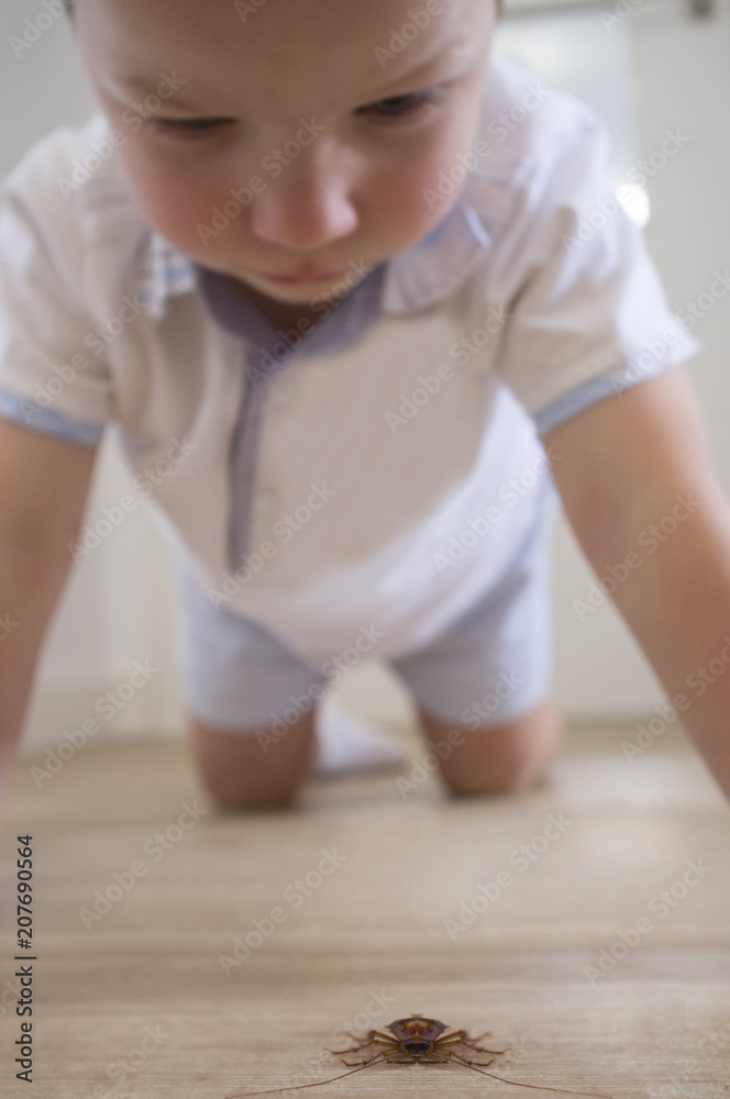 Little boy observing a big cockroach over house floor Little boy observing a big cockroach over house floor