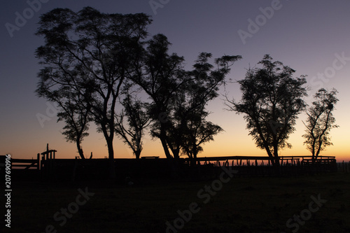 amanecer campo argentino arbol