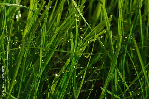 Detail of water drops on grass mixture on cultivated lawn during morning spring sunshine