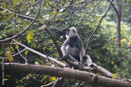 Monkeys at Sigiriya in Sri Lanka.