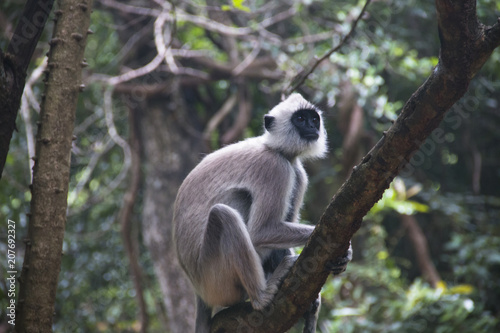 Monkeys at Sigiriya in Sri Lanka.