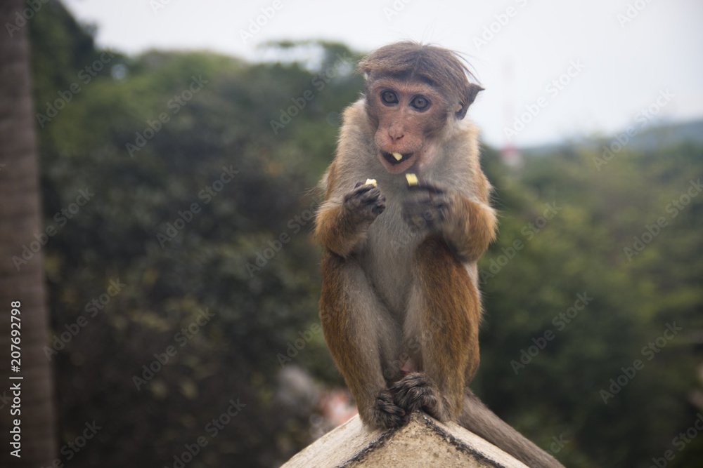 Macaques in Dambulla, Sri Lanka.