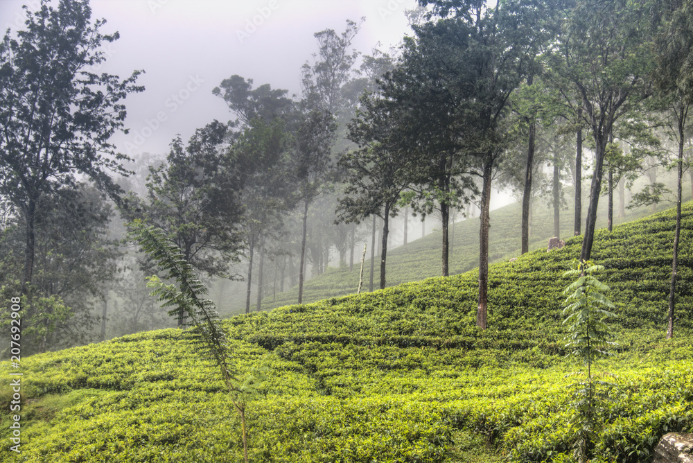 Tea plantations around Kandy, Sri Lanka.