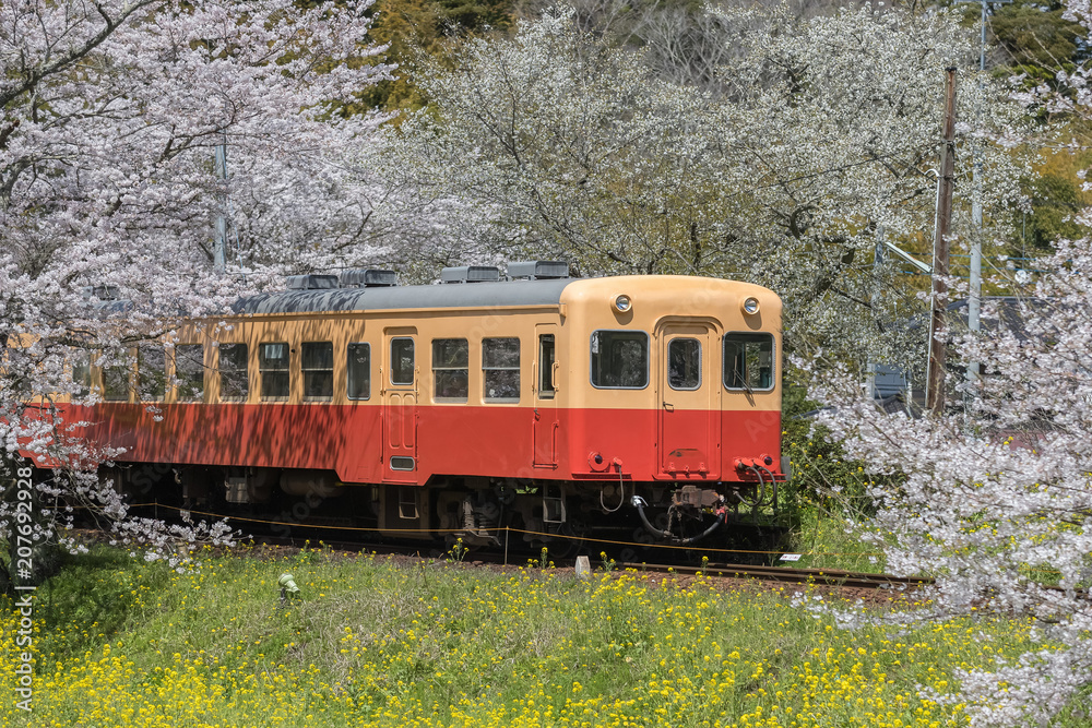 Kominato Tetsudo Train and Sakura cherry blossom in spring season. The Kominato Line is a railway line in Chiba Prefecture, Japan