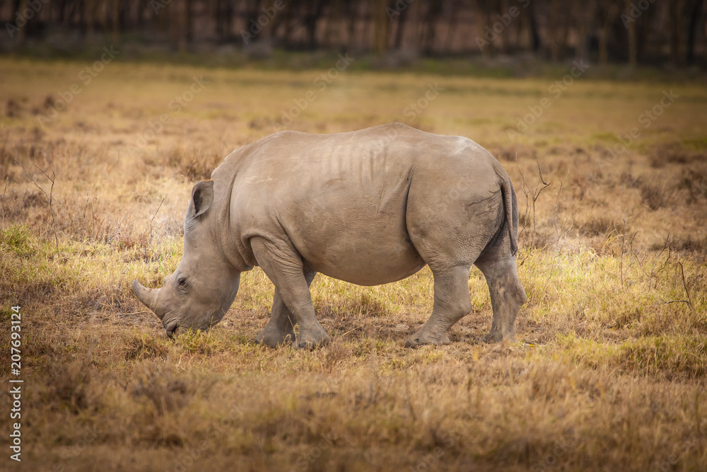 Kenya Africa. Rhinoceros eating grass African rhinoceroses. Safa Kenya Africa. Rhinoceros eating grass African rhinoceroses. Safa