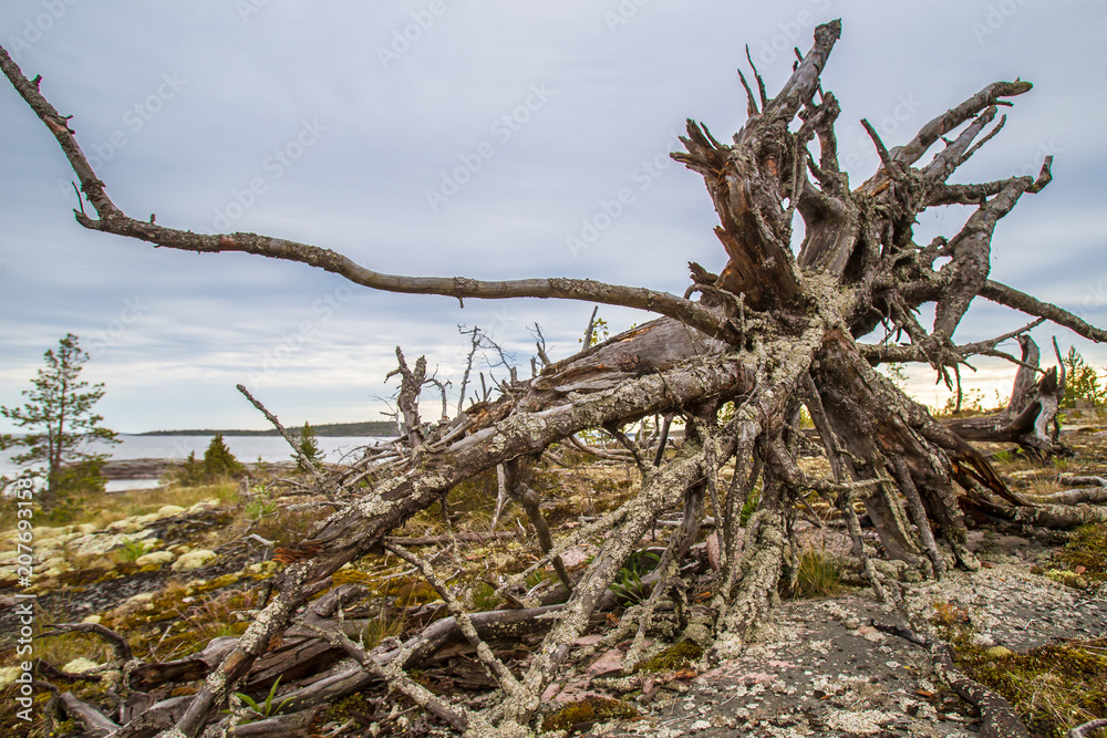 Old tree. The tree vomited with roots. Karelia. Russia. Nature of Karelia. Northern nature of Russia. Old tree. The tree vomited with roots. Karelia. Russia. Nature of Karelia. Northern nature of Russia.