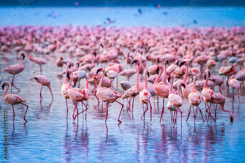Kenya Africa. Flock of flamingos. African flamingos. Safari in Kenya. Pink birds.