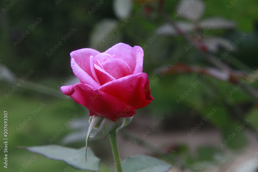 flor roja