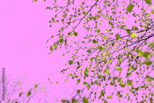 Surrealism Beautiful birch tree branch with green leaves in the sky pink.