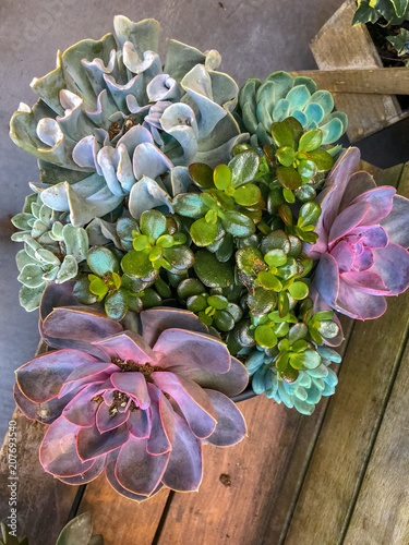 Succulents