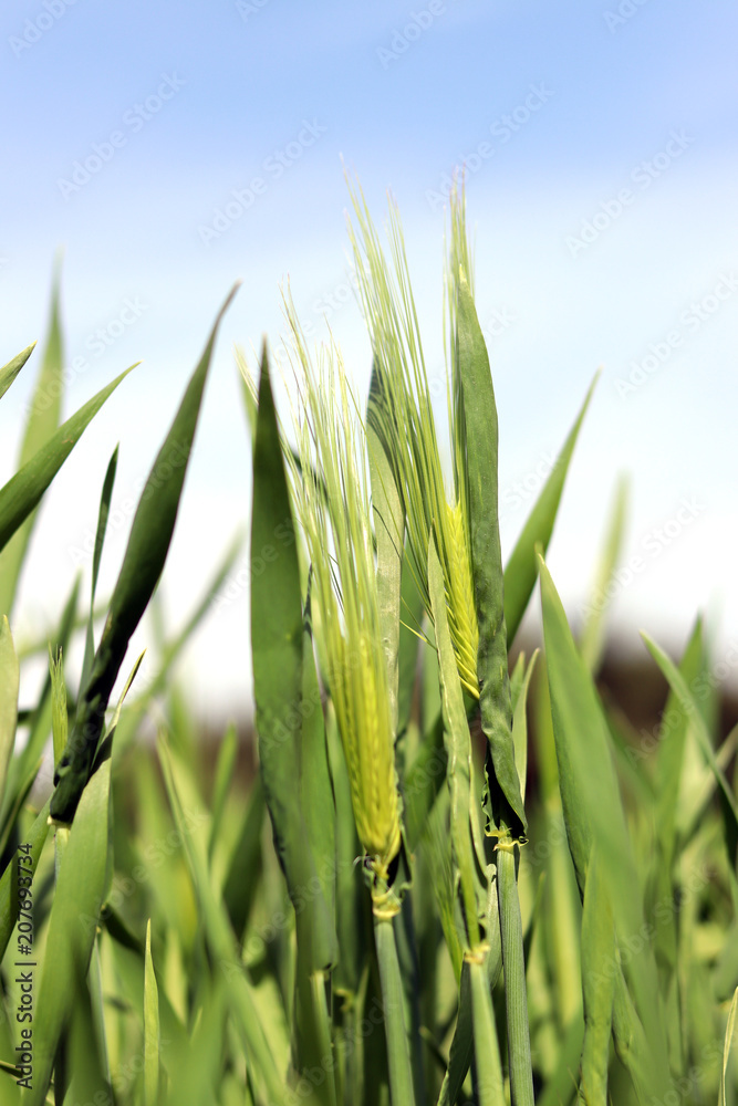 Obraz premium A good crop of barley. A landscape of green barley fields with dazzling blue skies.