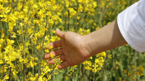 Yellow rape flowers and women's hands.