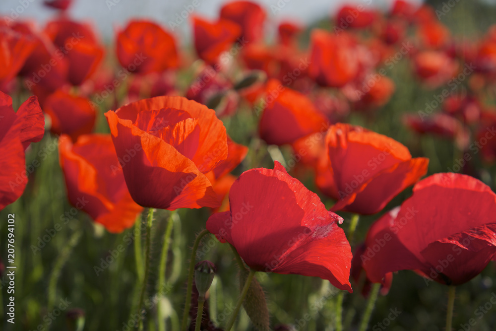 Obraz premium Mohnblumen im Mai