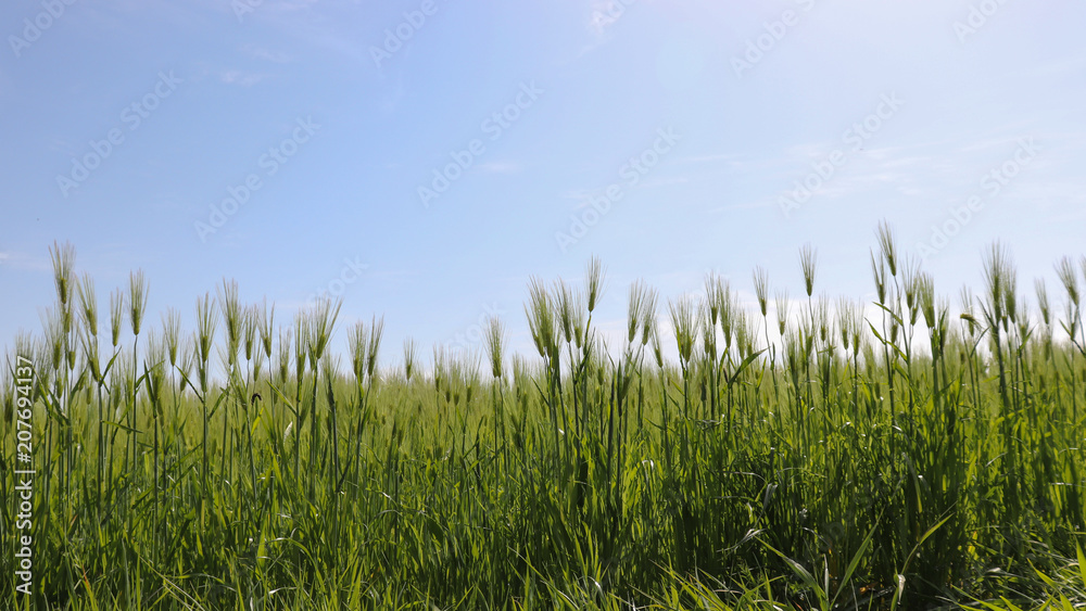 The field landscape of warm spring green barley field. 