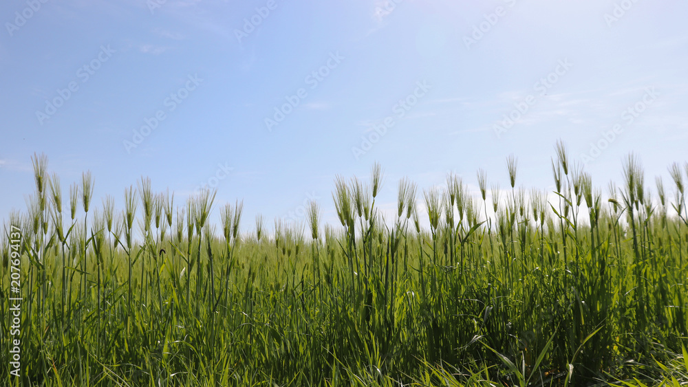 The field landscape of warm spring green barley field. The field landscape of warm spring green barley field.