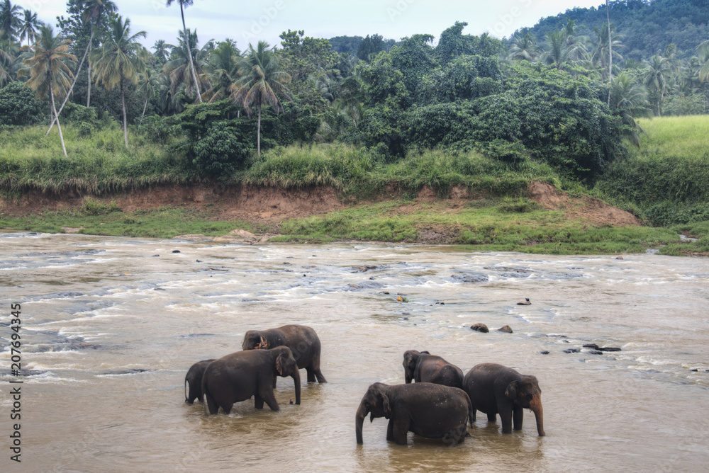 Elephants in an orphenage in Sri Lanka. Elephants in an orphenage in Sri Lanka.