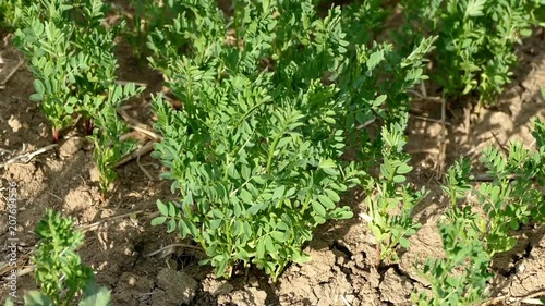 Wallpaper Mural immature lentil plant in the field, lentil fields, spring months of lentil fields of views,
 Torontodigital.ca