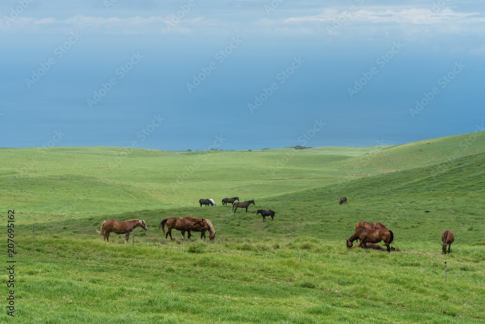 Grazing horses at the meadows of Kohala on the Big Island of Hawaii Grazing horses at the meadows of Kohala on the Big Island of Hawaii