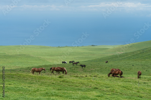 Grazing horses at the meadows of Kohala on the Big Island of Hawaii 