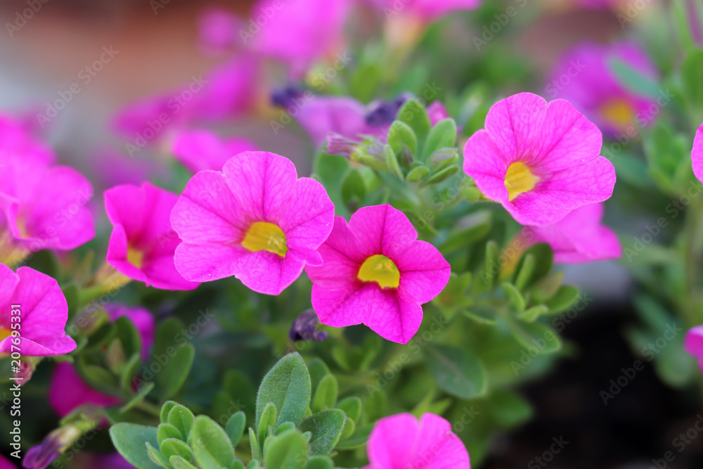 Obraz premium A&nbsp;pink&nbsp;petunia&nbsp;laced&nbsp;with&nbsp;yellow.