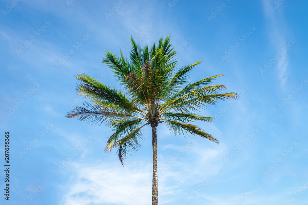 Coconut palm tree plantation view from bottom floor Coconut palm tree plantation view from bottom floor