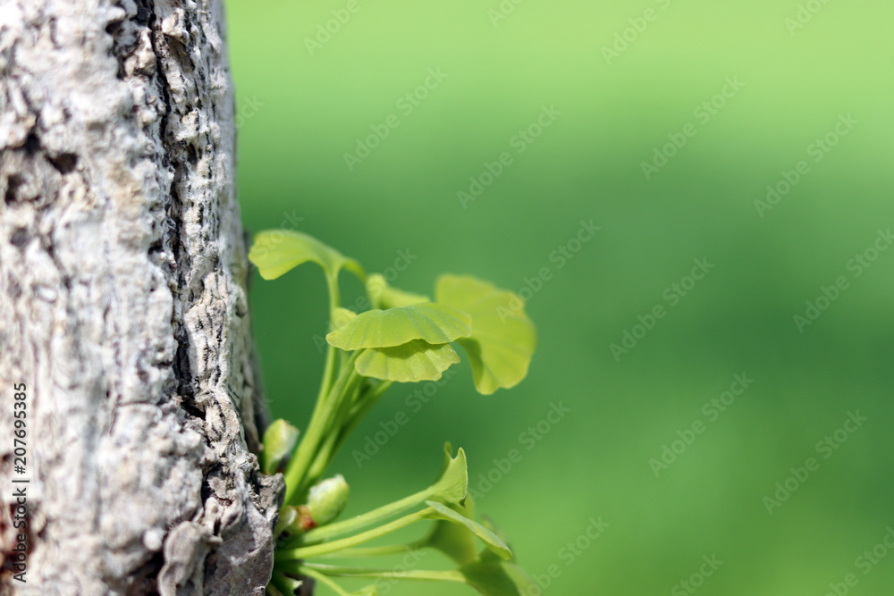 Young leaves rising from ginkgo trunk in spring. Young leaves rising from ginkgo trunk in spring.