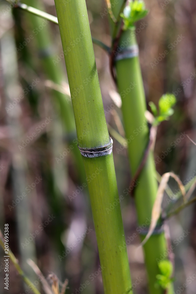 Obraz premium Bamboo growing green and straight.