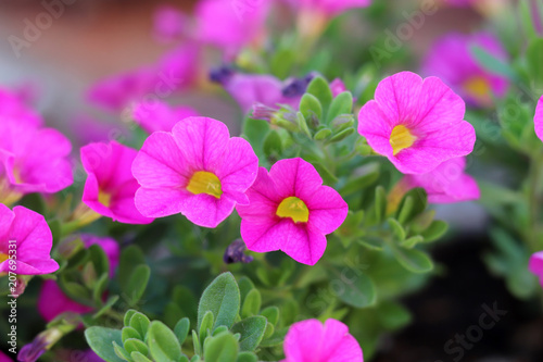 A  pink  petunia  laced  with  yellow.