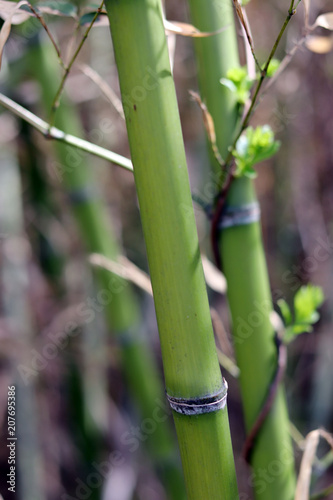 Fototapeta Naklejka Na Ścianę i Meble -  Bamboo growing green and straight. The straight bamboo stems on a soft brown background.