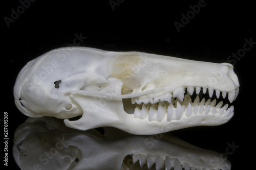 Townsend's Mole Skull - Lateral View photo