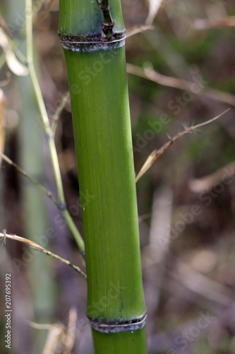 Bamboo growing green and straight. A close-up image of a straight bamboo trunk with a joint.