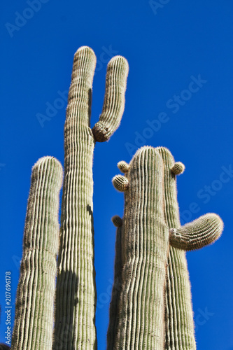 Saguaro cactus against a cloudless blue sky.