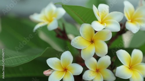 Plumeria rubra or common frangipani flowering tree with white and yellow blooming flowers and vibrant green foliage, panning panoramic high definition stock footage video clip.