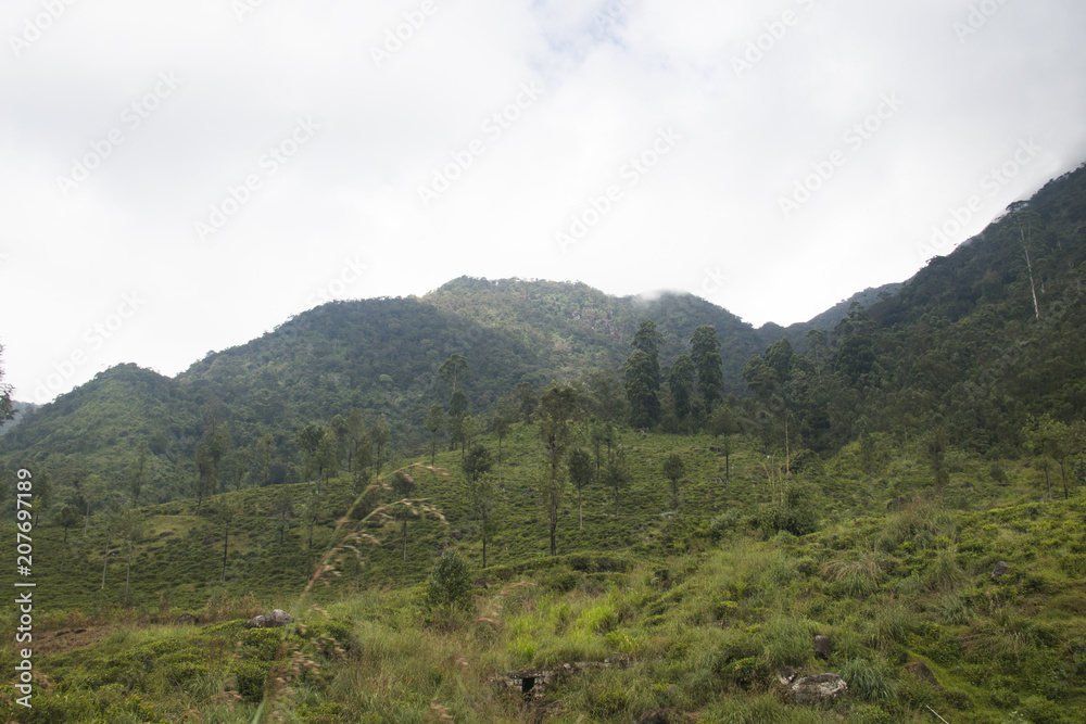 Obraz premium Landscape in the highlands of Sri Lanka.