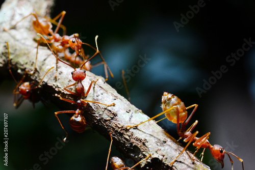 Macro shot of red ant  in nature. Red ant is very small. Selective focus