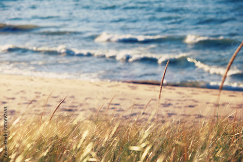 beach grasses on the seashore