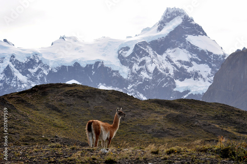 Guanaco (Lama guanicoe) at Torres del Paine national park