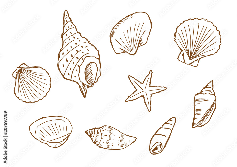 貝殻のイラストセット 茶色線 Stock Vector Adobe Stock