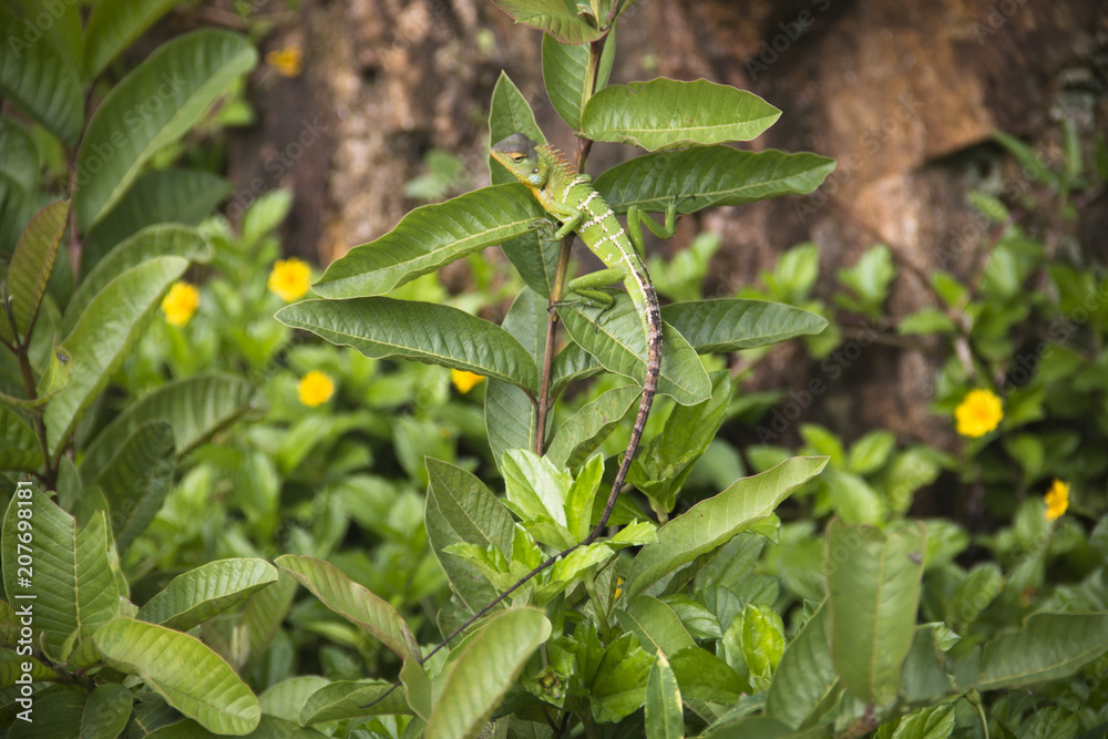 Chameleon in Ella, Sri Lanka.