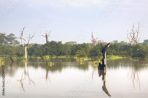 Landscape in Udawalawe, Sri Lanka.