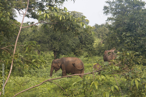 Elephants in Udawalawe, Sri Lanka. photo