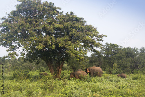 Elephants in Udawalawe, Sri Lanka. photo