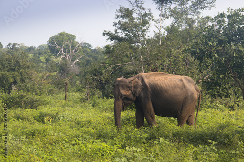 Elephants in Udawalawe, Sri Lanka.
