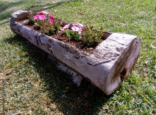 tronco de madera utilizado como maceta para flores Stock Photo | Adobe Stock