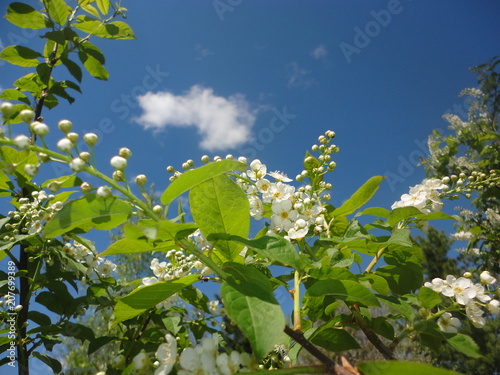 Цветет черемуха.