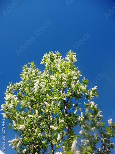 ...Цветет черемуха.....