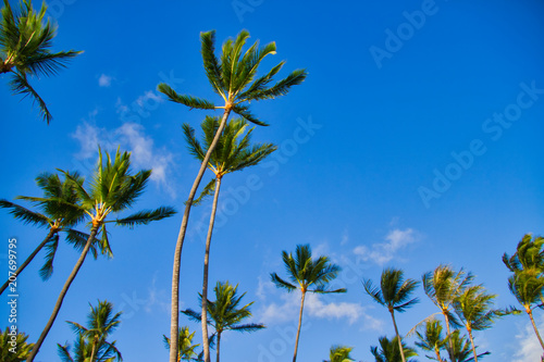 Palm trees blowing in a blue Hawaiian sky.
