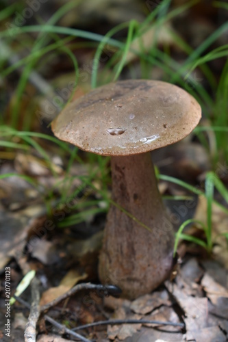 Mushroom